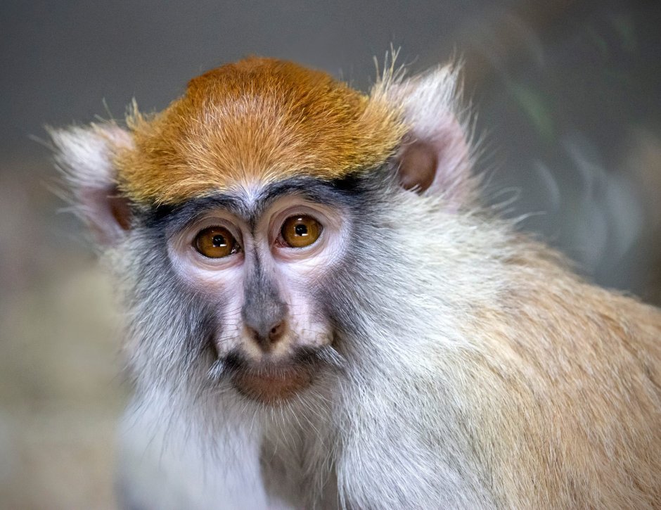 Cercopithecus Disney