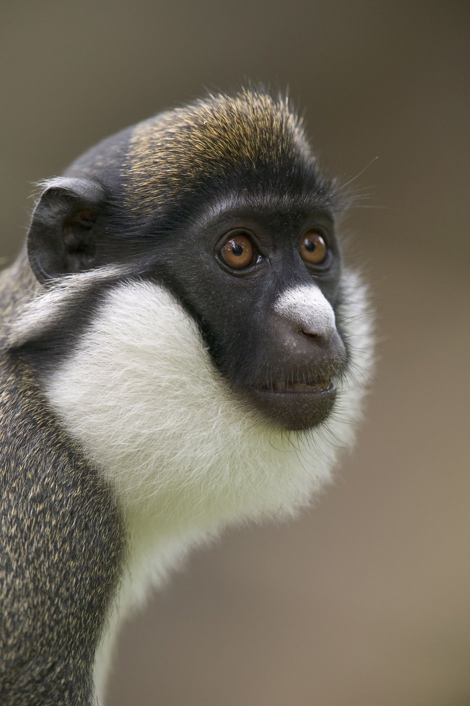 Cercopithecus kandti