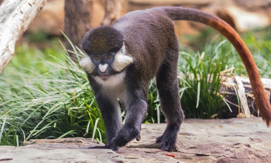 Cercopithecus Lowei