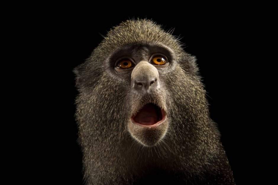 Cercopithecus Cephus