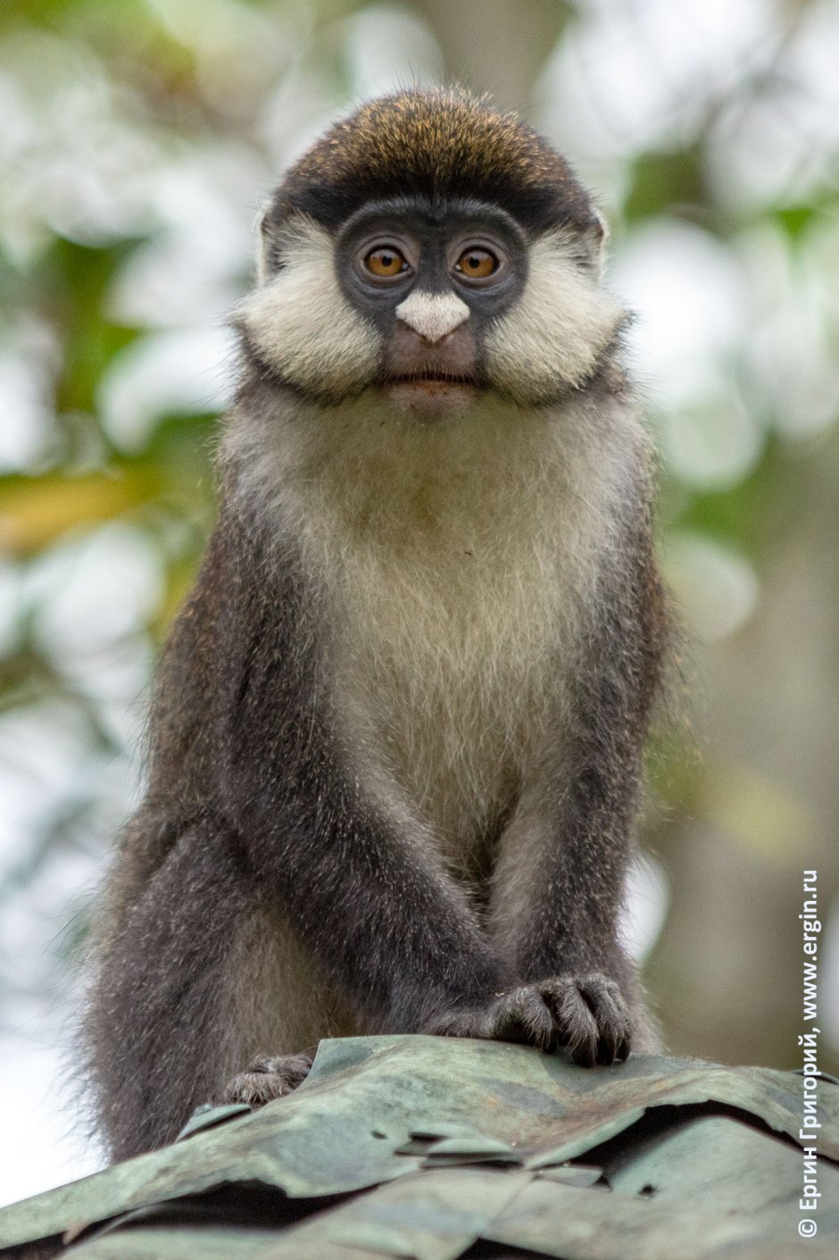 Cercopithecus Petaurista