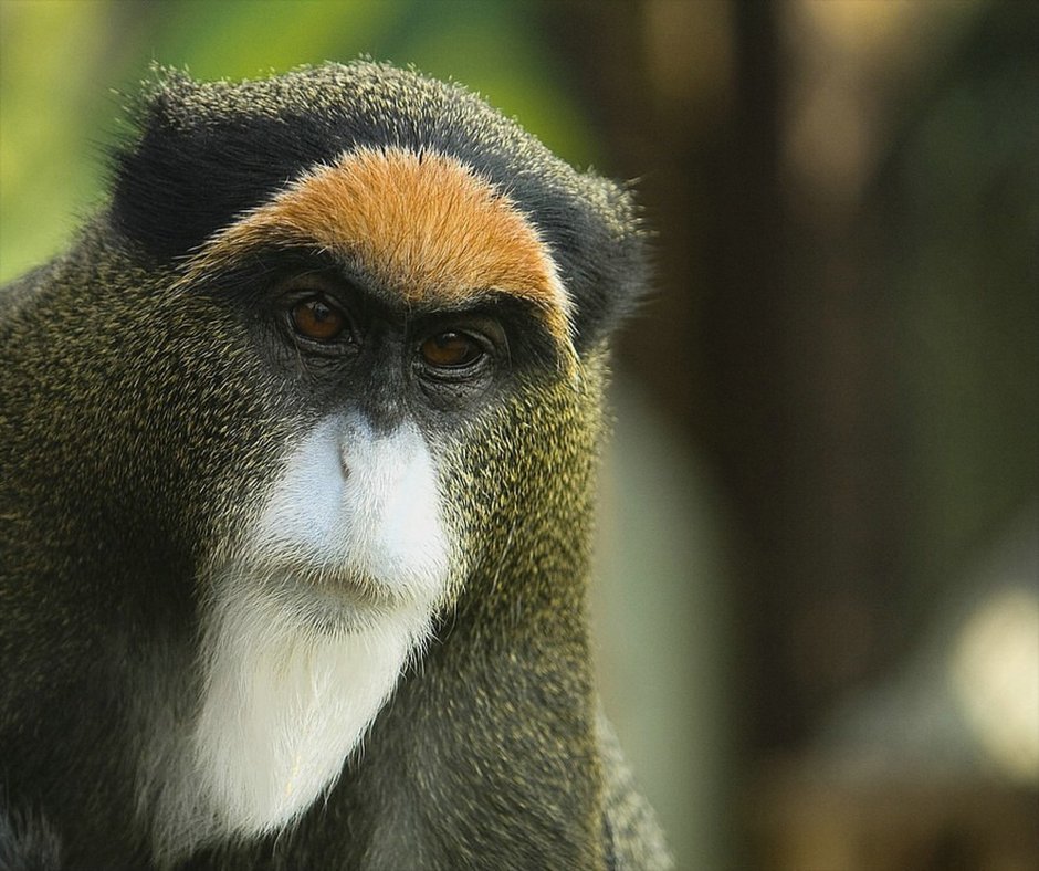 Chiropotes albinasus
