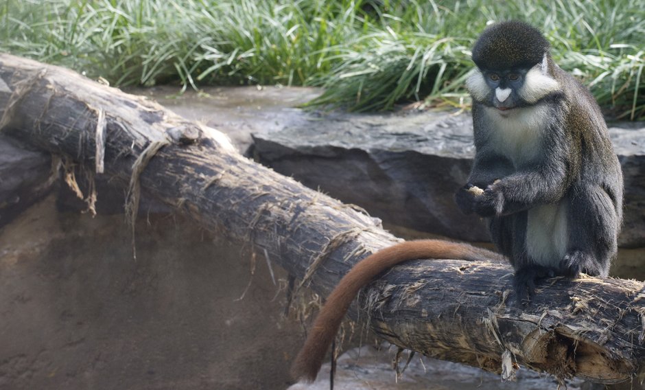 Мартышка Кемпбелла (Cercopithecus campbelli)