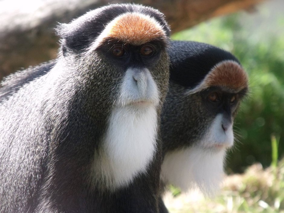 Cercopithecus Pogonias