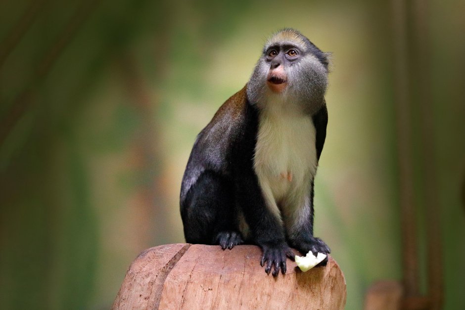 Wallpapers Cercopithecus Ascanius