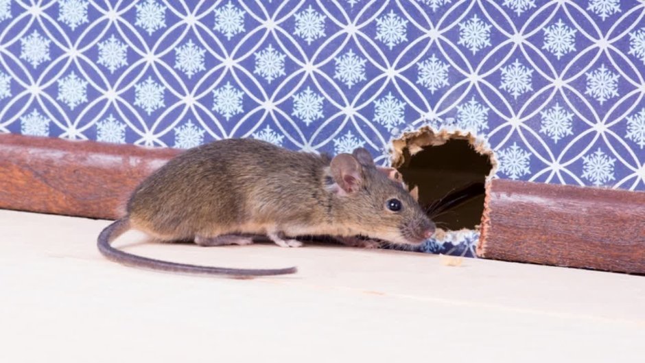 Нора мыши в доме