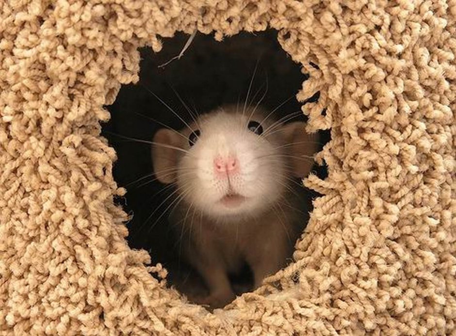 Полевой хомяк Нора