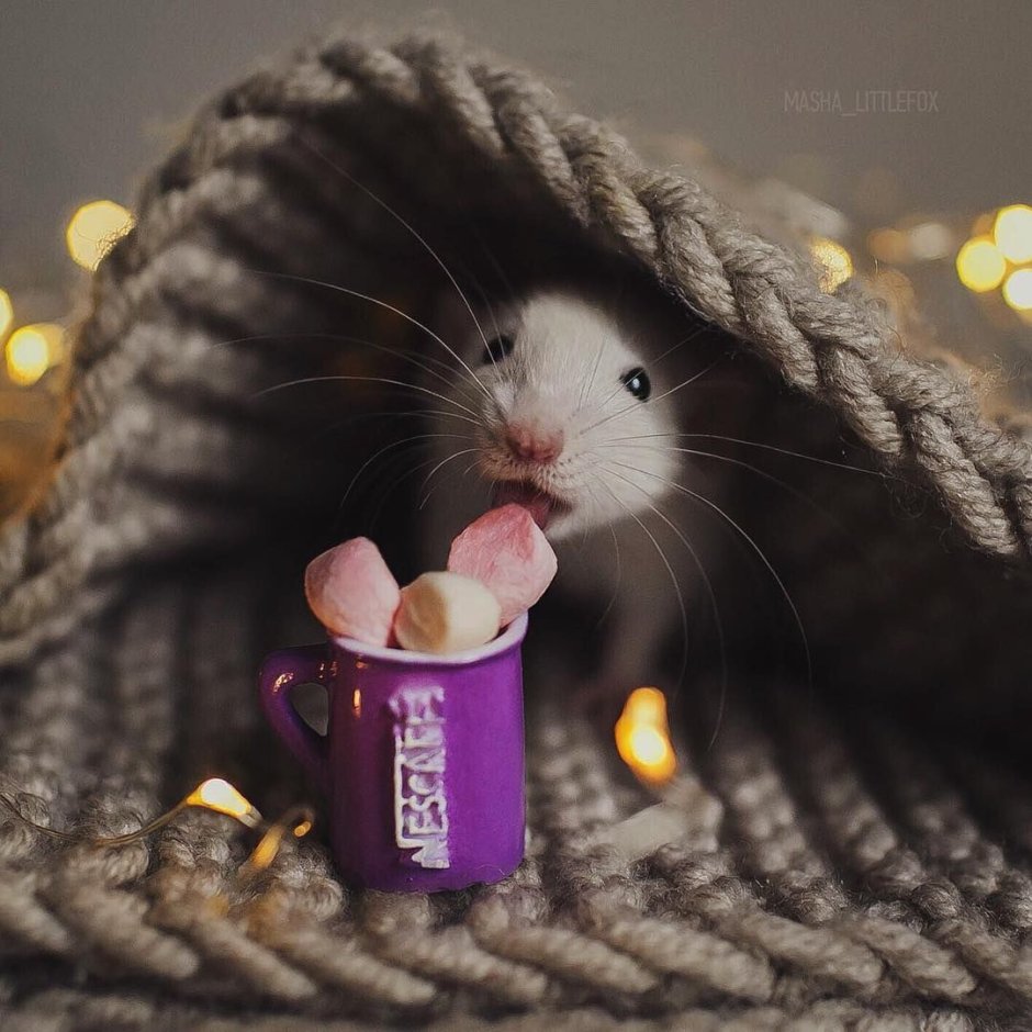 Милые мышата