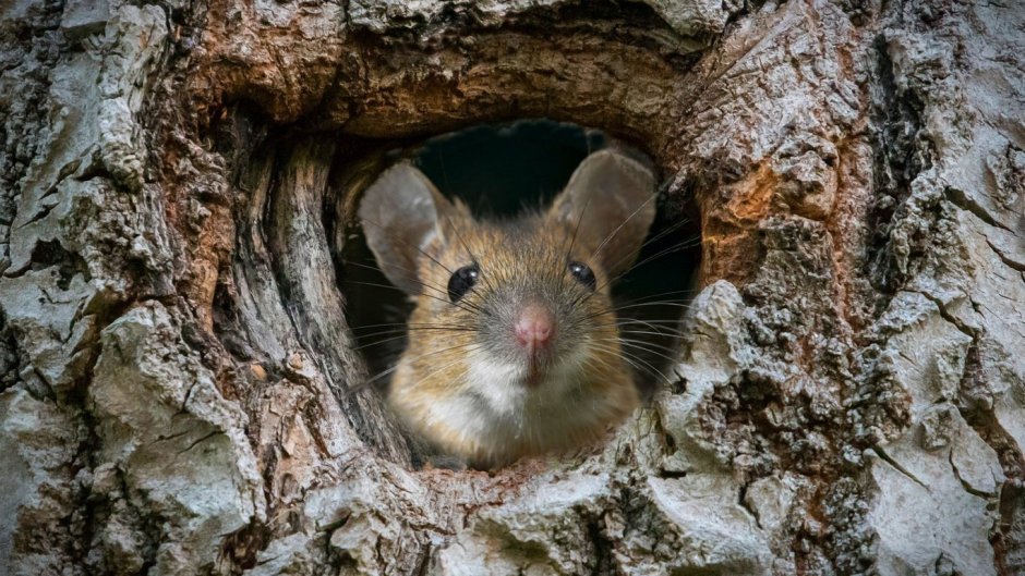 Нора мыши