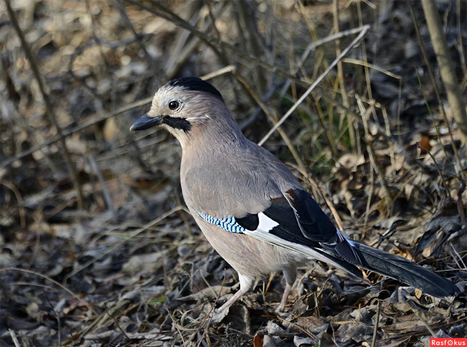 Украшенная Сойка (garrulus lidthi)
