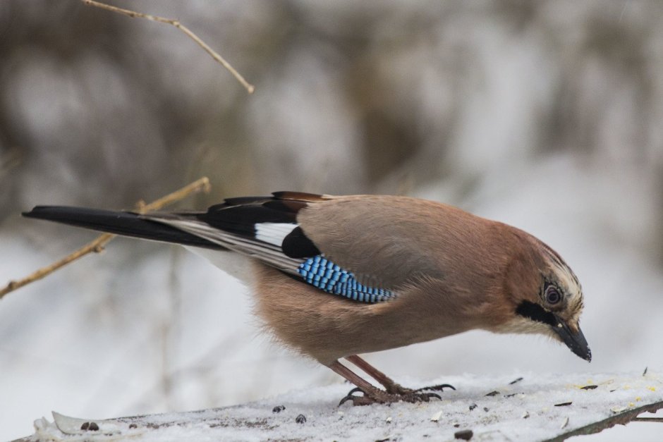 Сойка garrulus glandarius