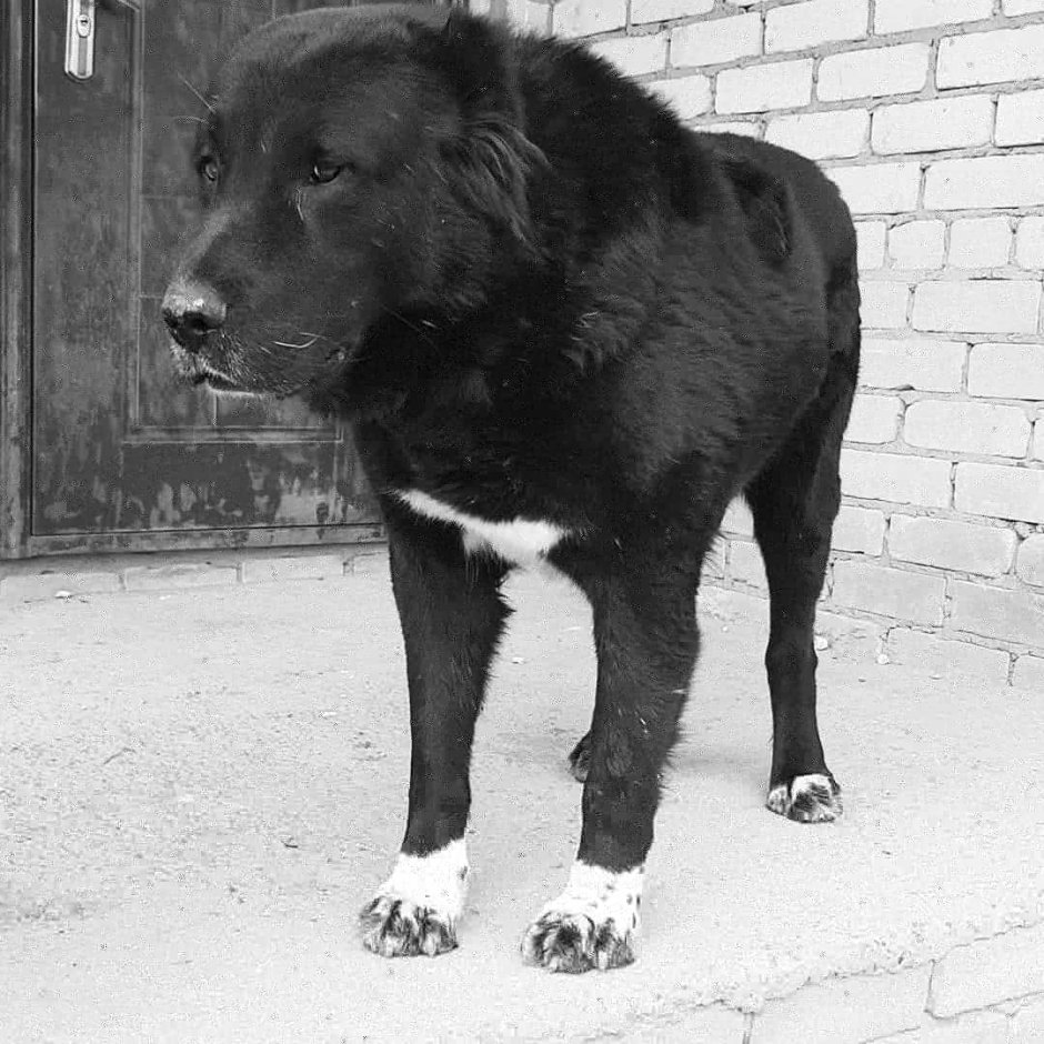 Алабай черный
