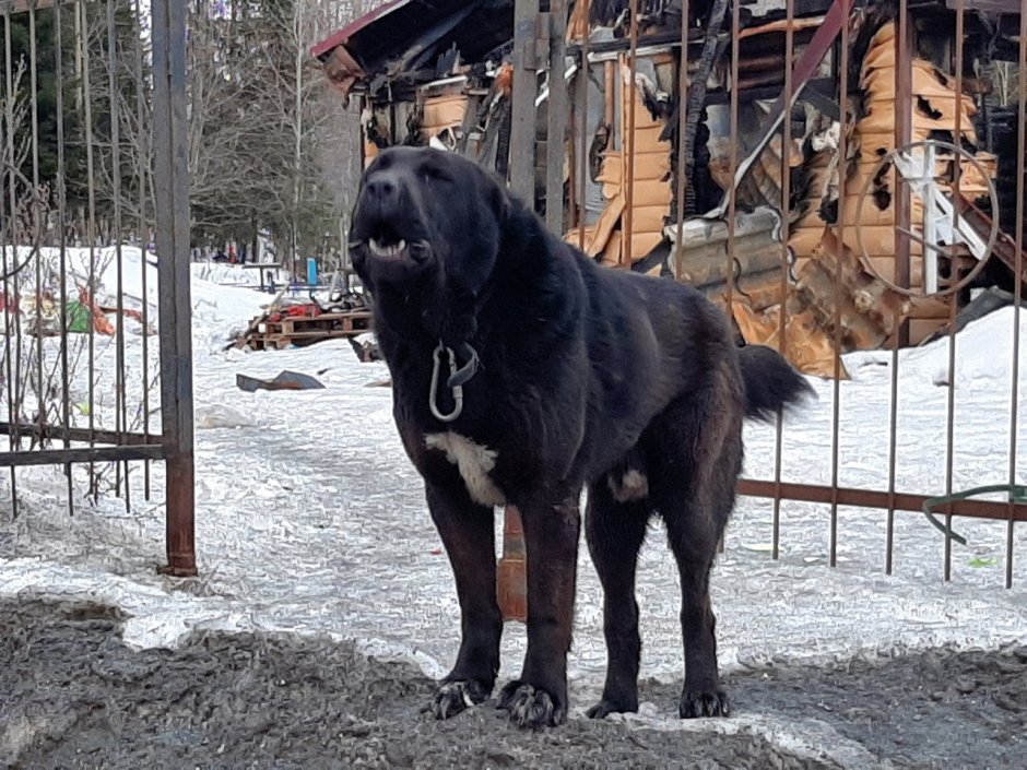 Алабай собака
