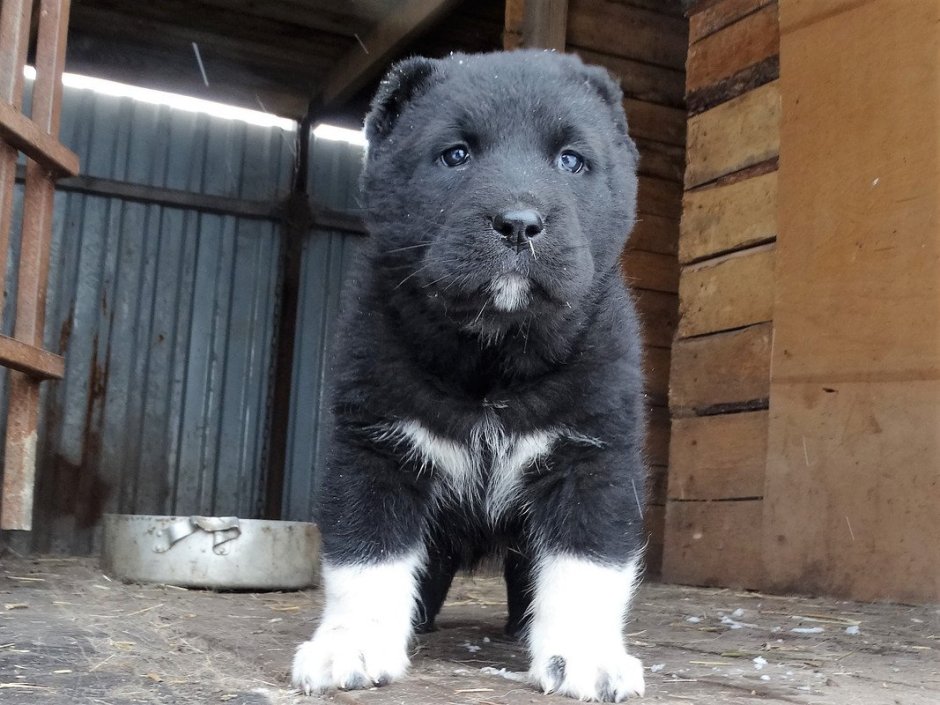 Алабай и боксер