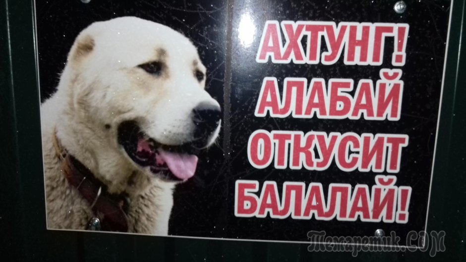 Табличка злая собака алабай