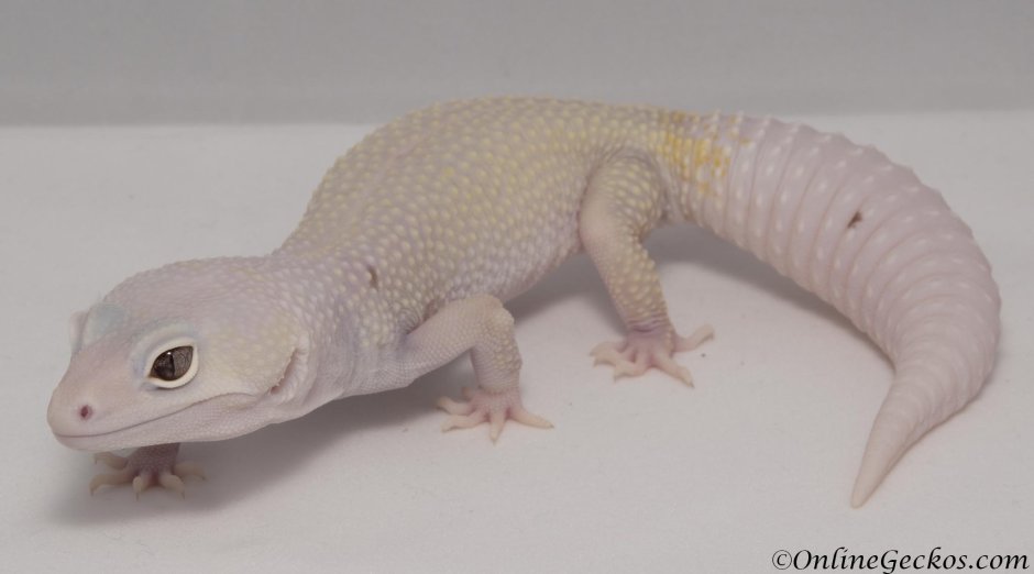 Fat tailed Gecko