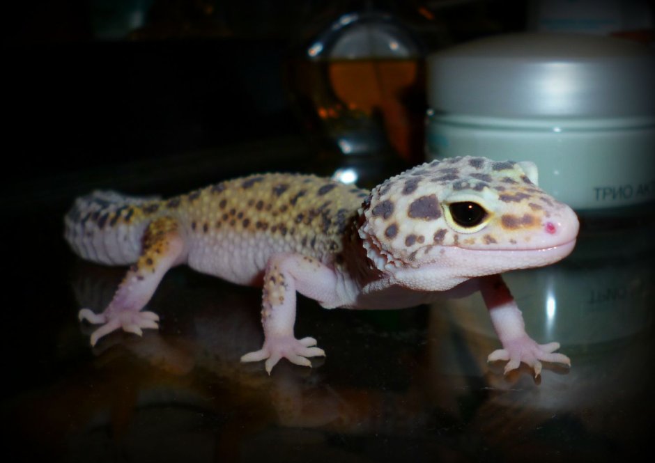 Leopard Gecko Eclipse