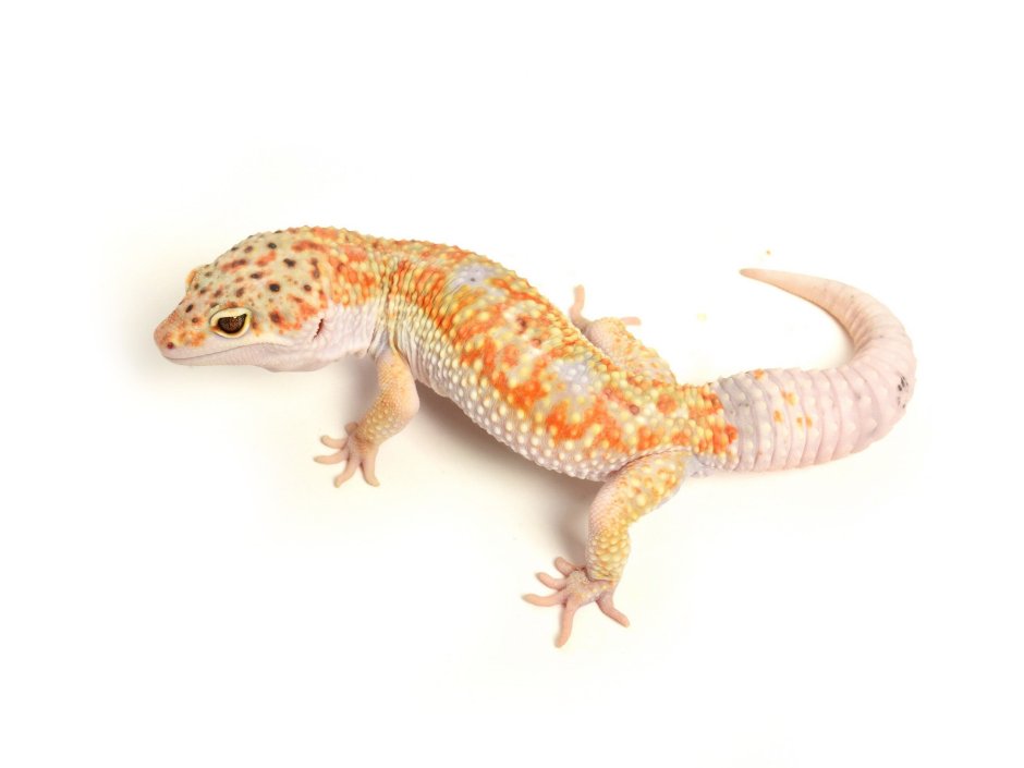 Leopard Gecko hands