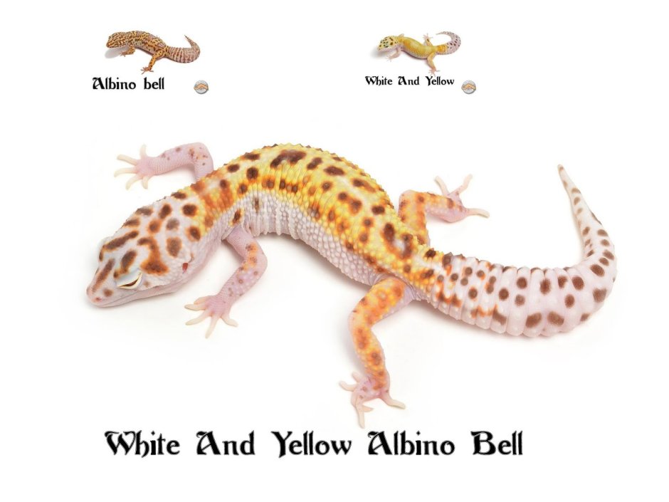 Eyes and Morphs of the Leopard Gecko