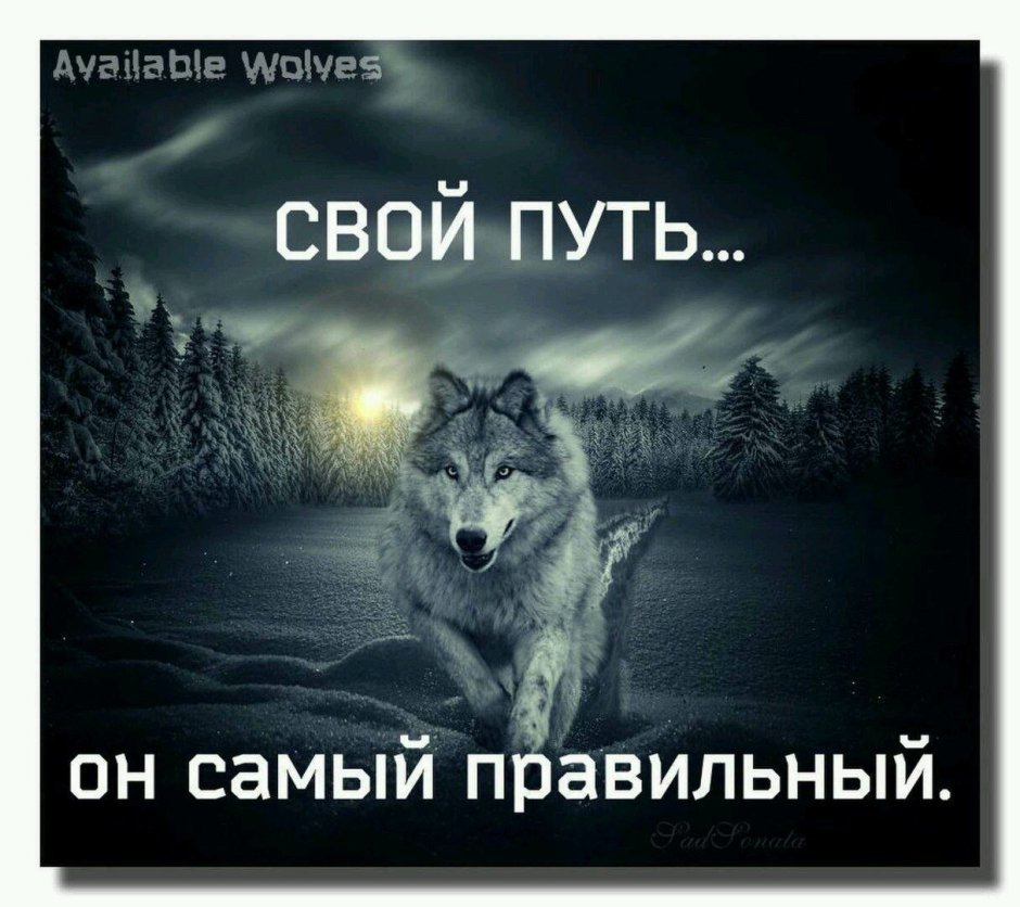 Якутский Тундровый волк