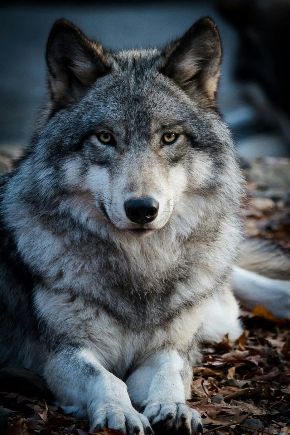 Falvie fursona