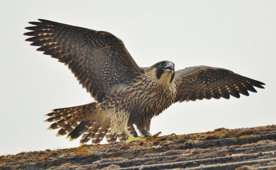Канюк обыкновенный, Сарыч (Buteo Buteo)