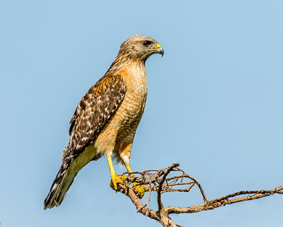 Сапсан Falco peregrinus