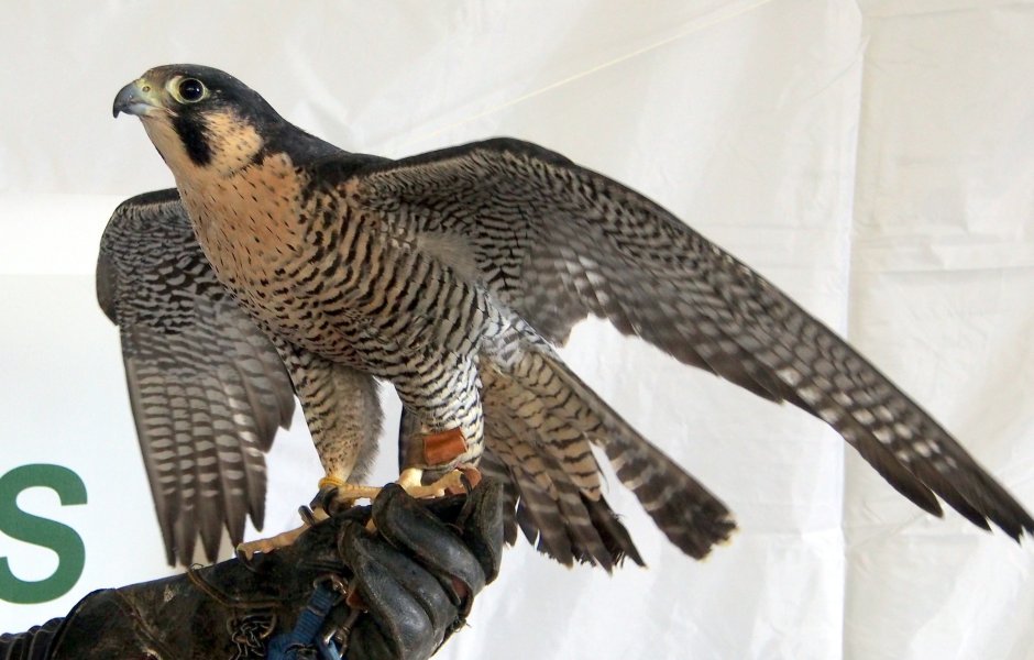 Aquila chrysaetos
