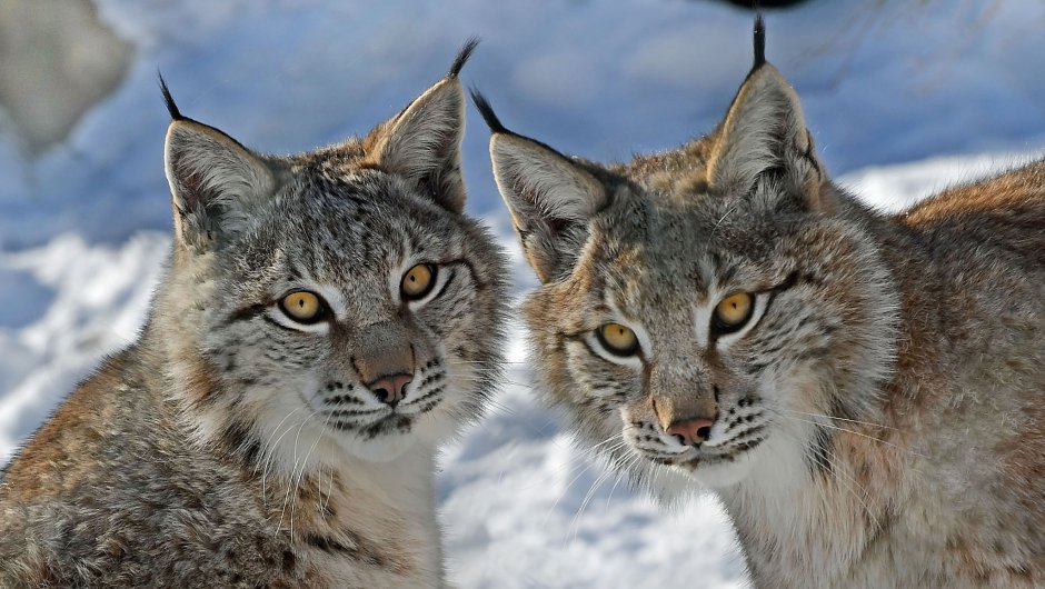 Сибирская кошка Рысь