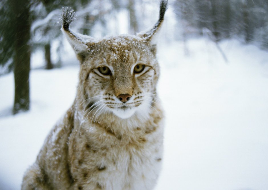 Lynx Lynx isabellinus