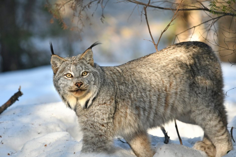 Канадская Рысь (лат. Lynx canadensis)