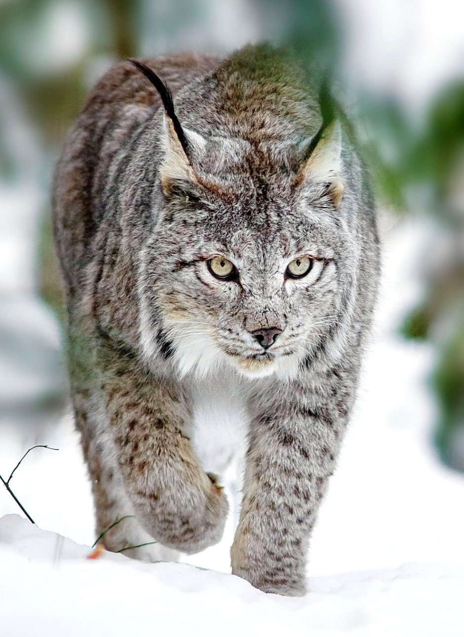 Рысь (Lynx Lynx) в дикой природе