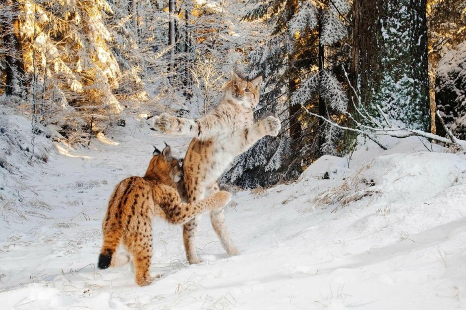 Рысь (Lynx Lynx) в дикой природе
