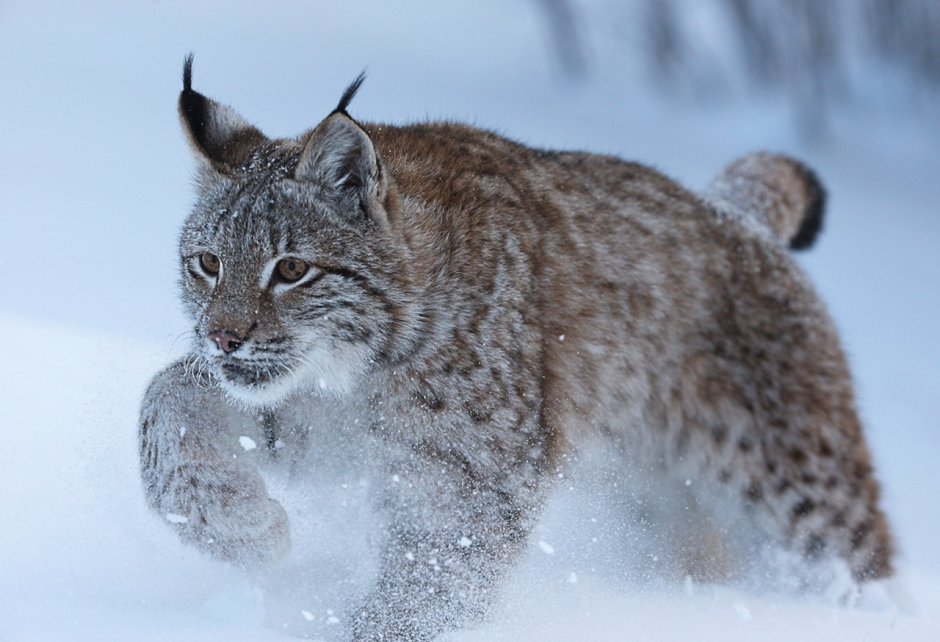 Обыкновенная Рысь Lynx Lynx
