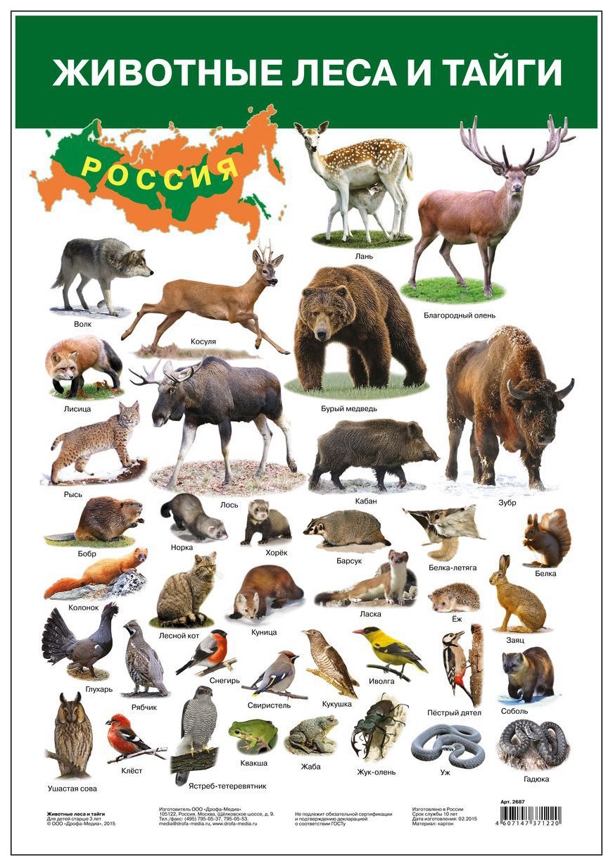 Животные России картинки
