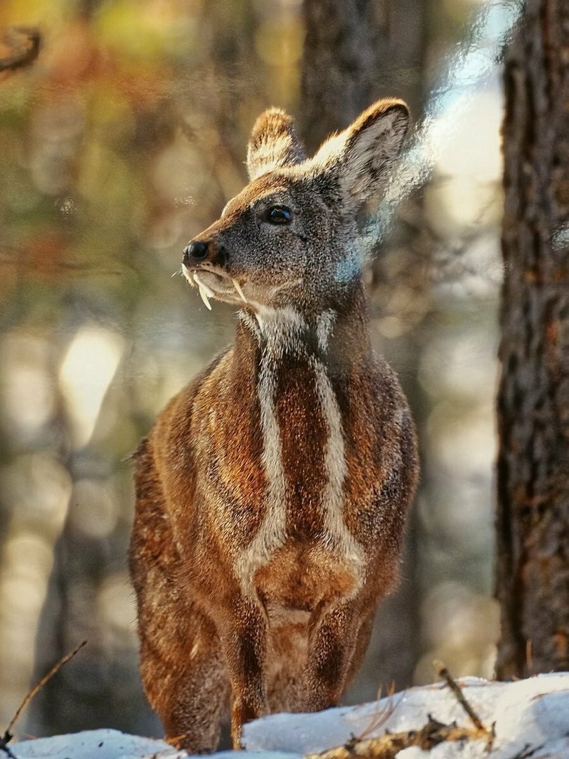 Саблезубый олень кабарга