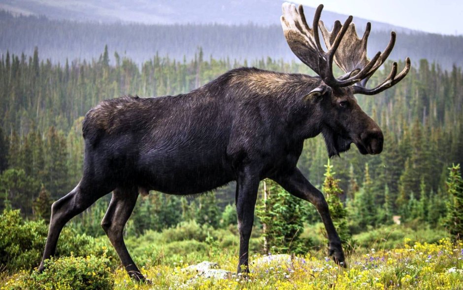 Аляскинский Лось