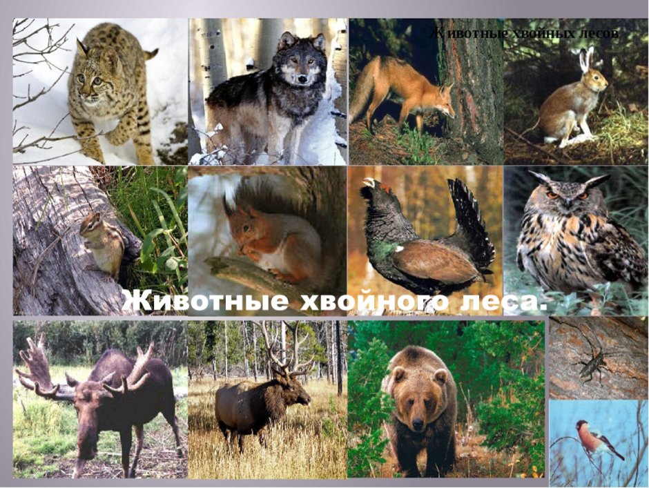 Животный мир. Леса