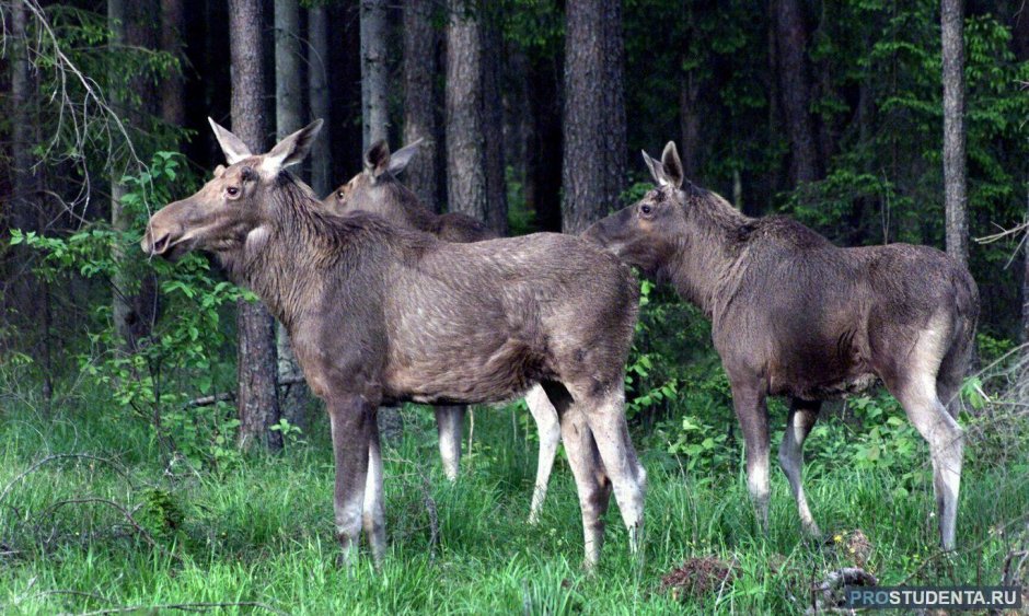 Олени и кабаны в Левково