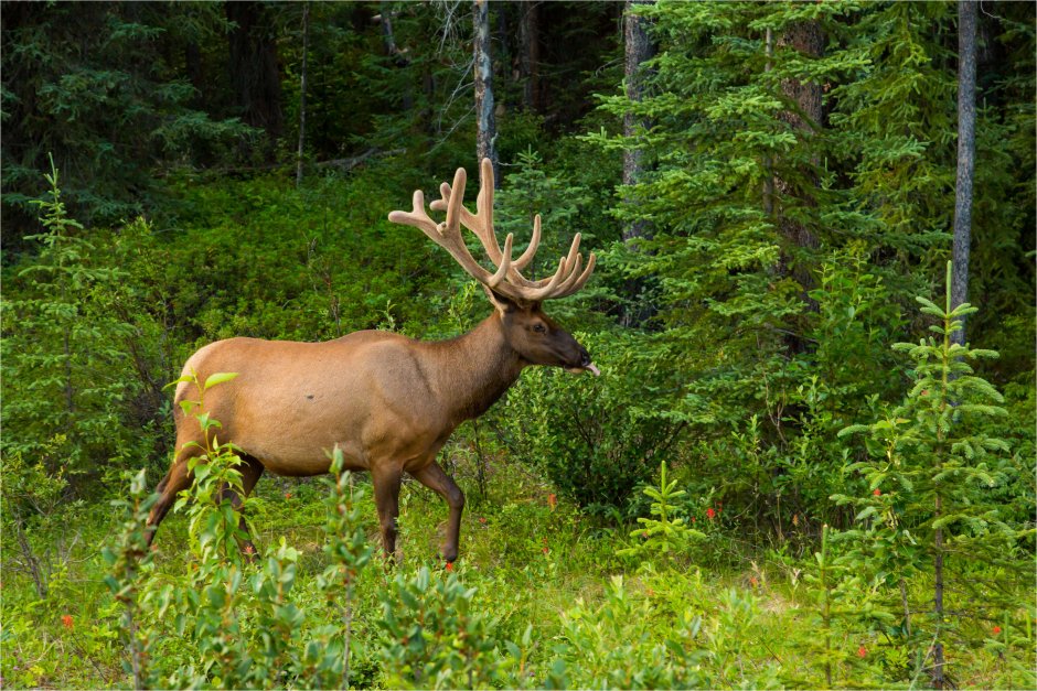 Животные леса России