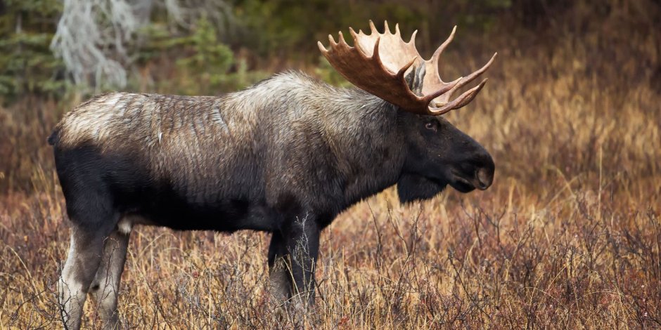 Лосиха Сибирская