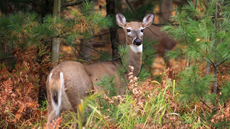 Заповедник Кедровая Падь косуля