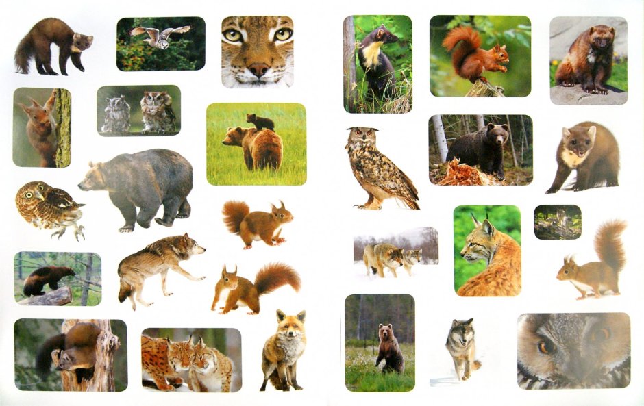 Животный мир России