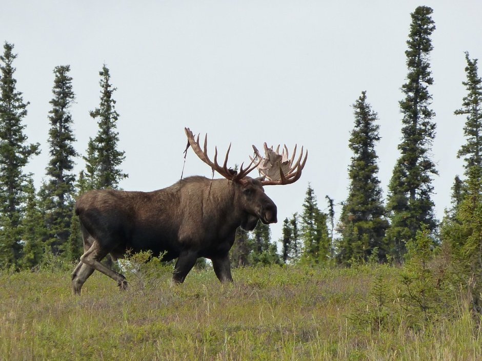 Сибирский Колымский Лось