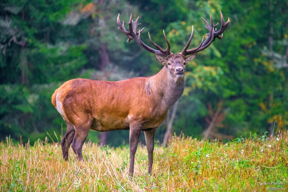Благородный олень изюбрь