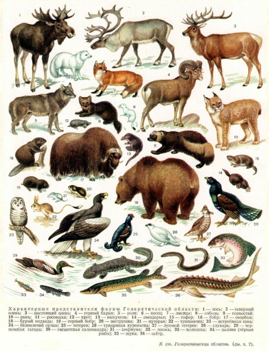 Голарктическая область фауна