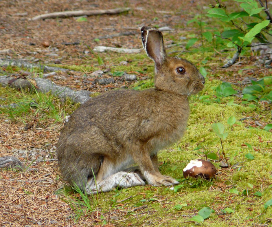 Заяц Беляк в тайге