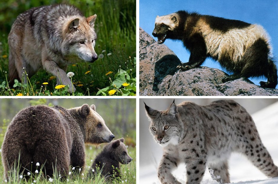 Бурый медведь, Рысь, куница,