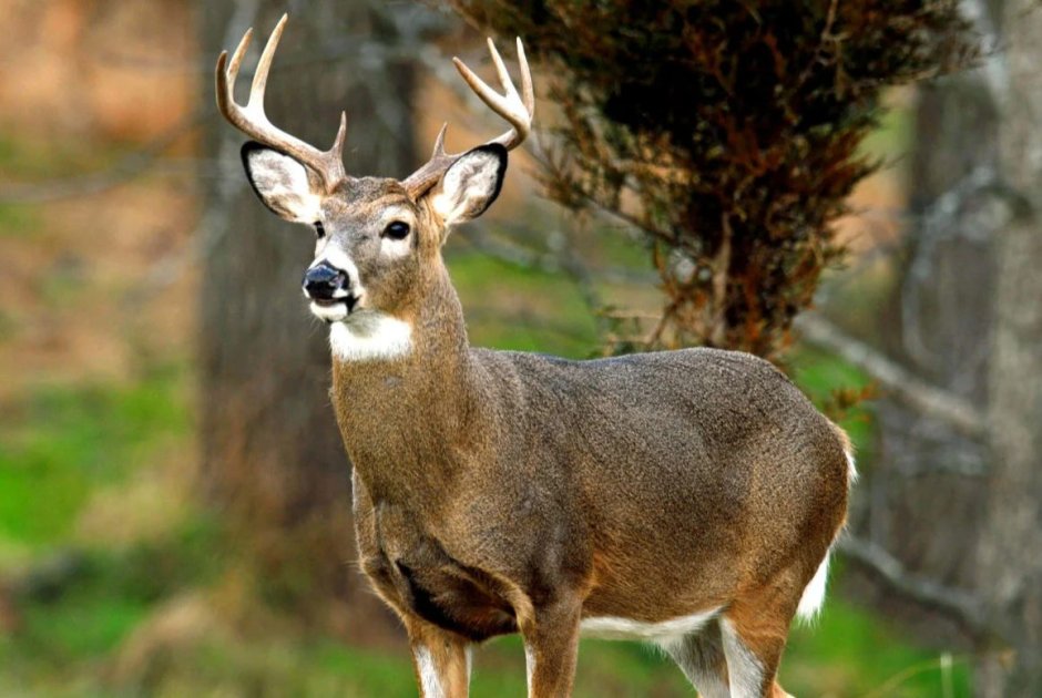 Американский Белохвостый олень