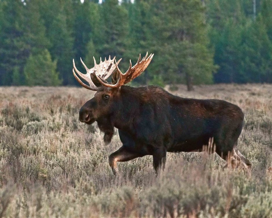 Лоси жвачные
